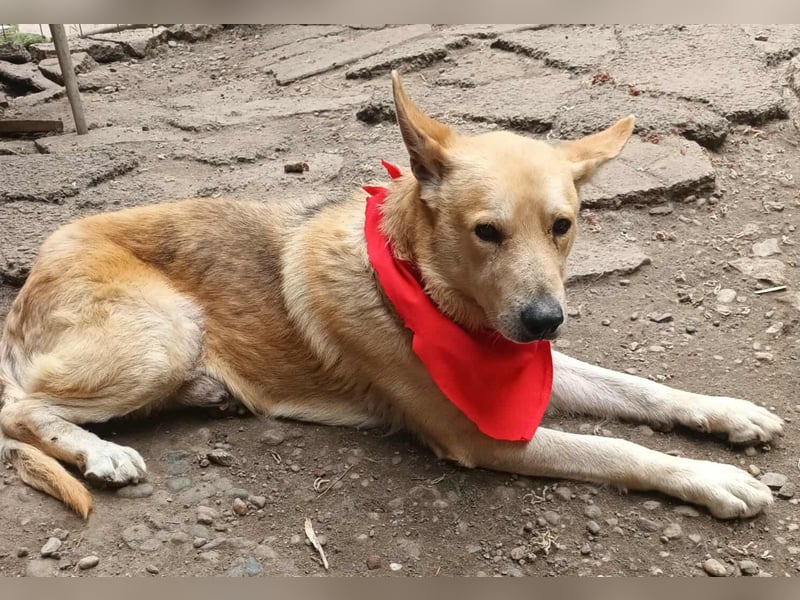 Wunderschöner Spencer