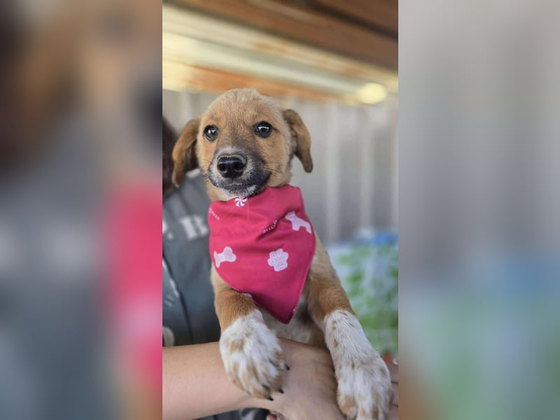 Achtung Zuckerschock! Welpenjunge Moritz