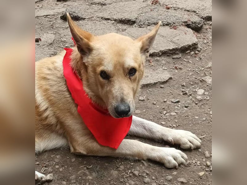 Wunderschöner Spencer