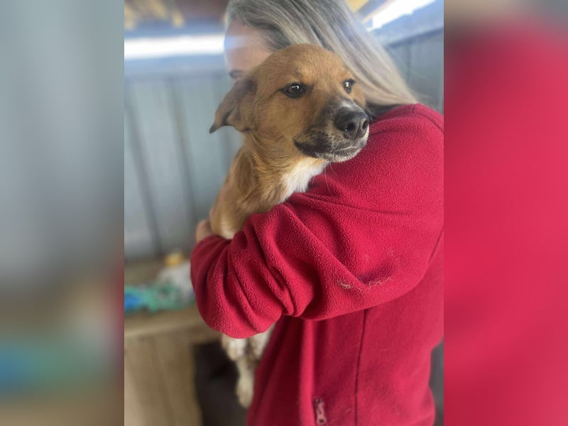 Achtung Zuckerschock! Welpenjunge Moritz