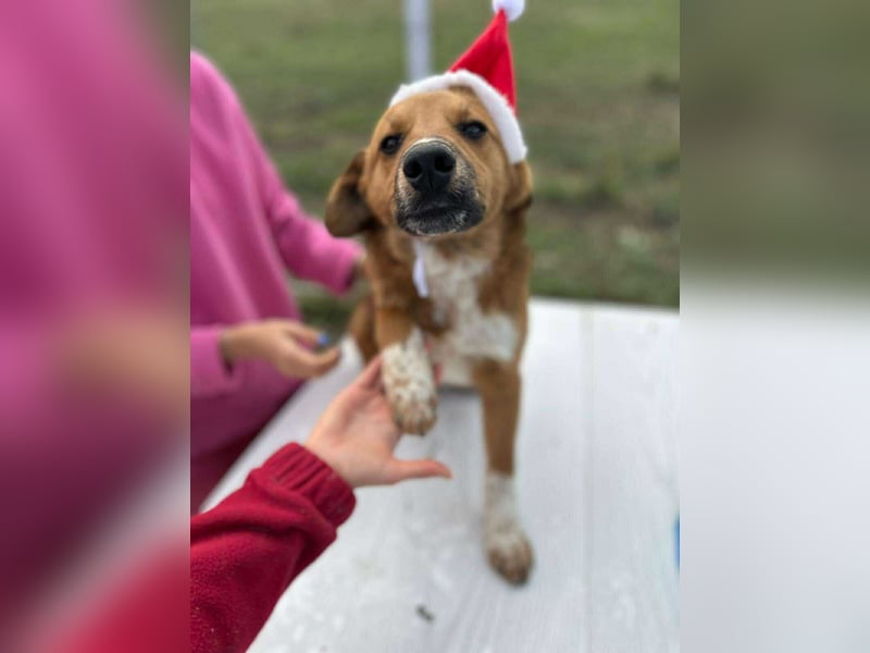 Achtung Zuckerschock! Welpenjunge Moritz