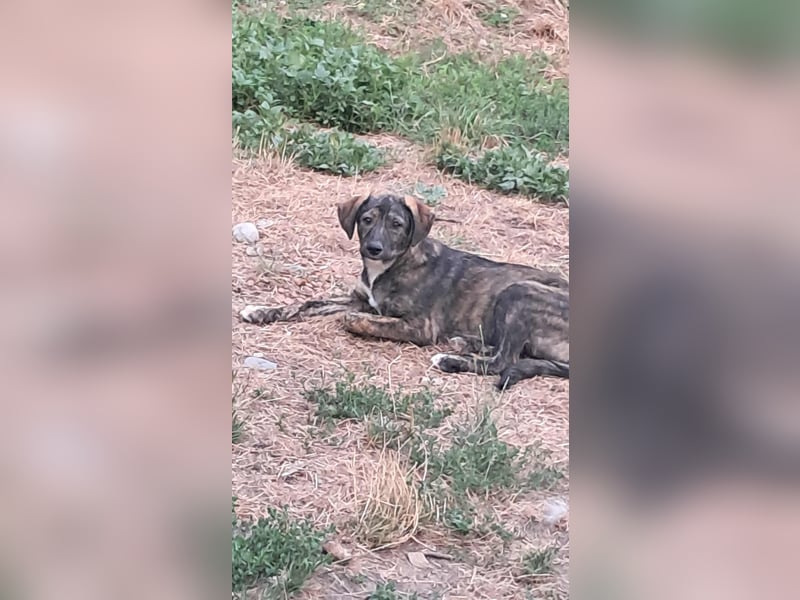 Lara wünscht sich ein Zuhause