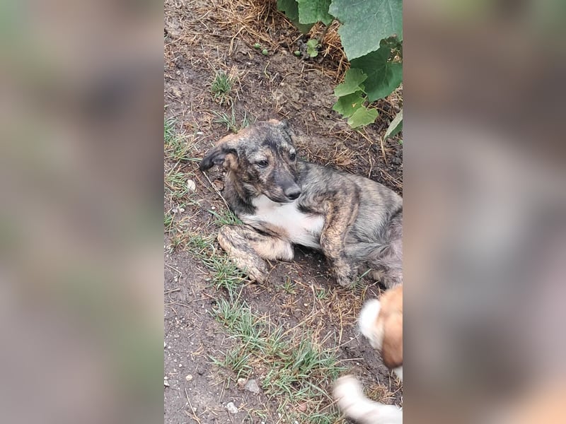 Lara wünscht sich ein Zuhause