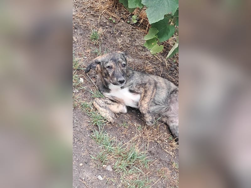 Lara wünscht sich ein Zuhause