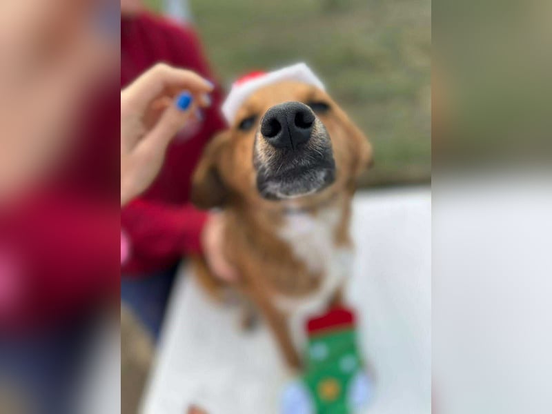 Achtung Zuckerschock! Welpenjunge Moritz