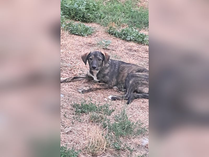 Lara wünscht sich ein Zuhause