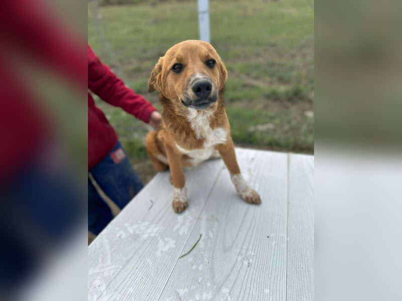 Achtung Zuckerschock! Welpenjunge Moritz