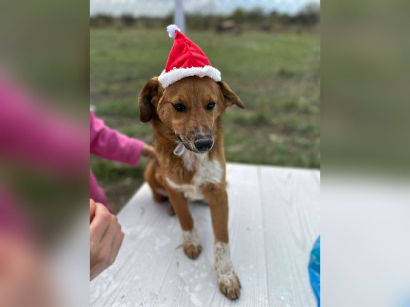 Achtung Zuckerschock! Welpenjunge Moritz