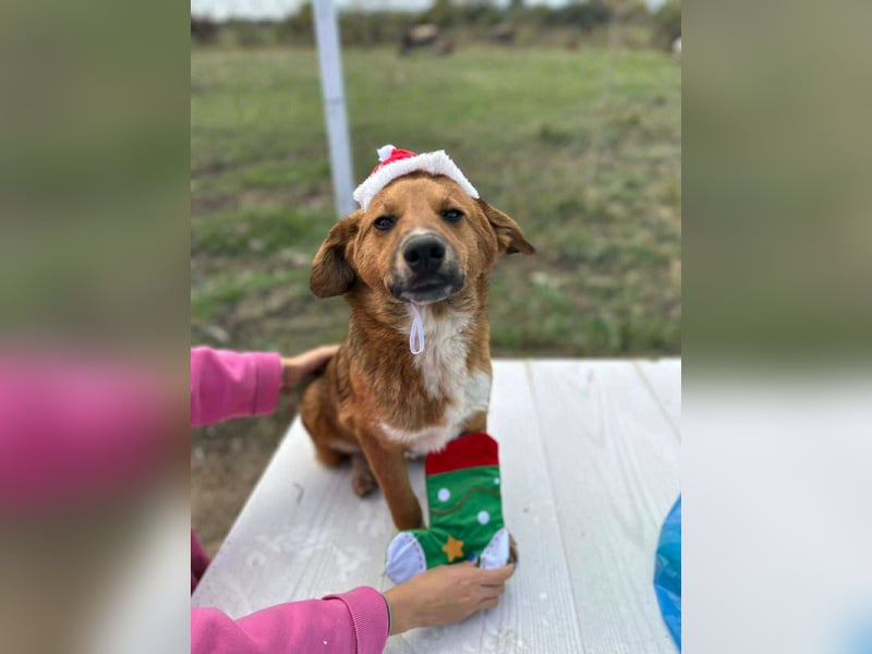 Achtung Zuckerschock! Welpenjunge Moritz