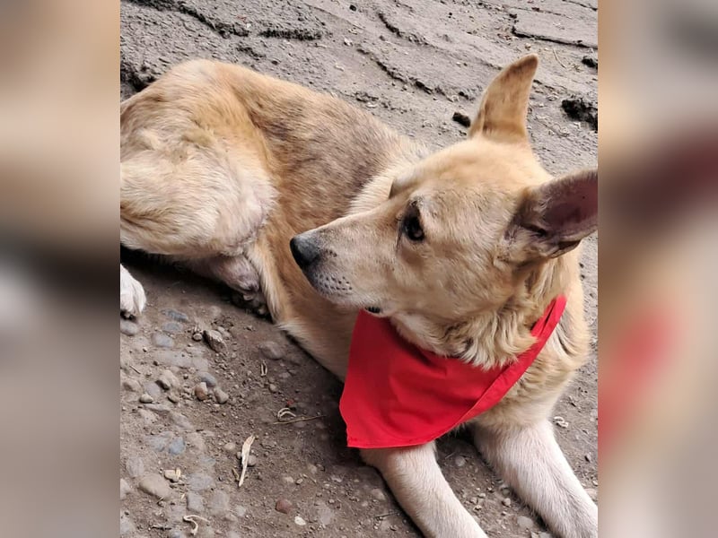 Wunderschöner Spencer