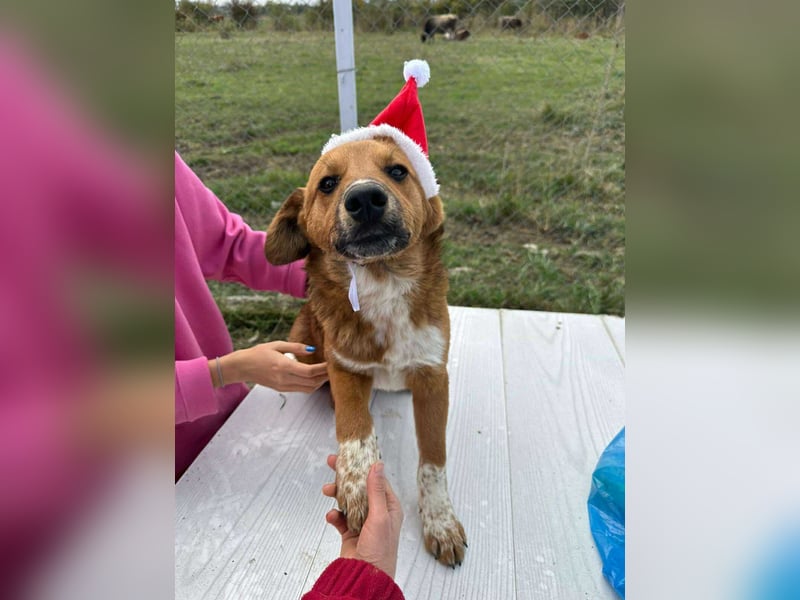 Achtung Zuckerschock! Welpenjunge Moritz