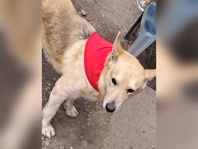 Wunderschöner Spencer