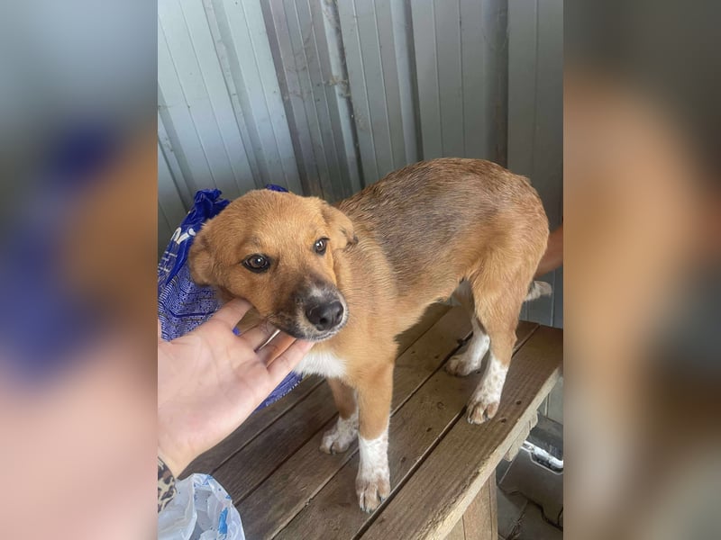 Achtung Zuckerschock! Welpenjunge Moritz