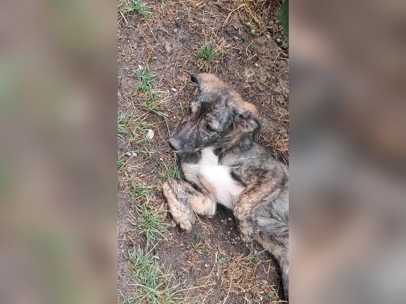 Lara wünscht sich ein Zuhause