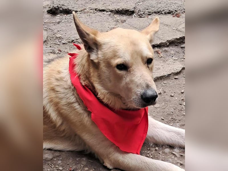 Wunderschöner Spencer