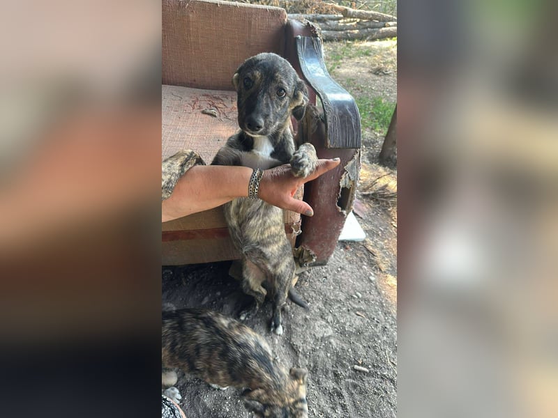 Lara wünscht sich ein Zuhause