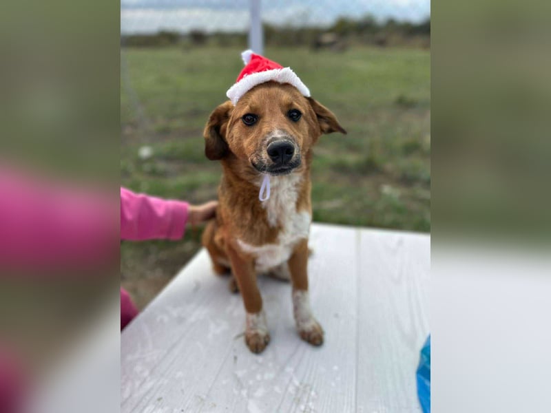 Achtung Zuckerschock! Welpenjunge Moritz
