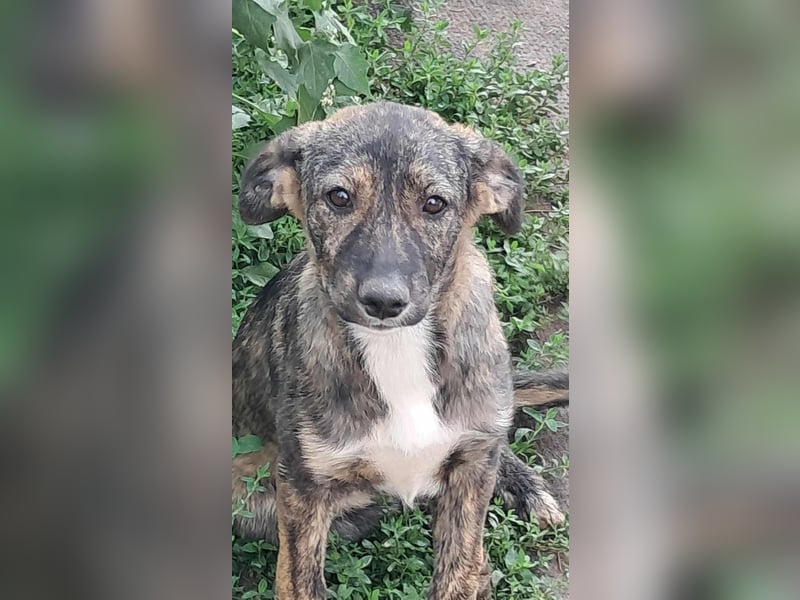 Lara wünscht sich ein Zuhause