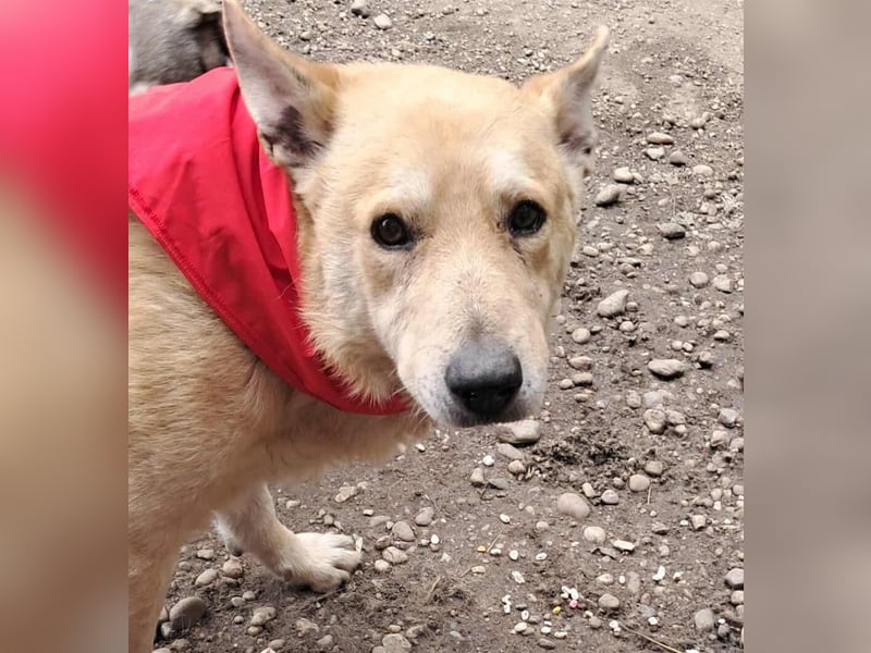 Wunderschöner Spencer