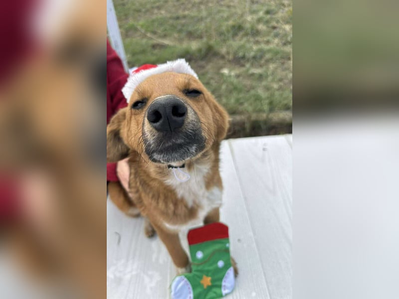 Achtung Zuckerschock! Welpenjunge Moritz