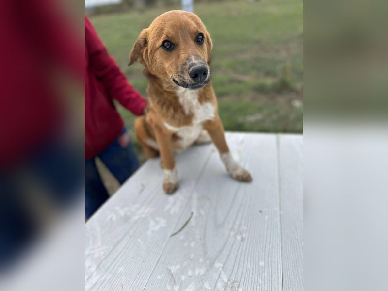 Achtung Zuckerschock! Welpenjunge Moritz