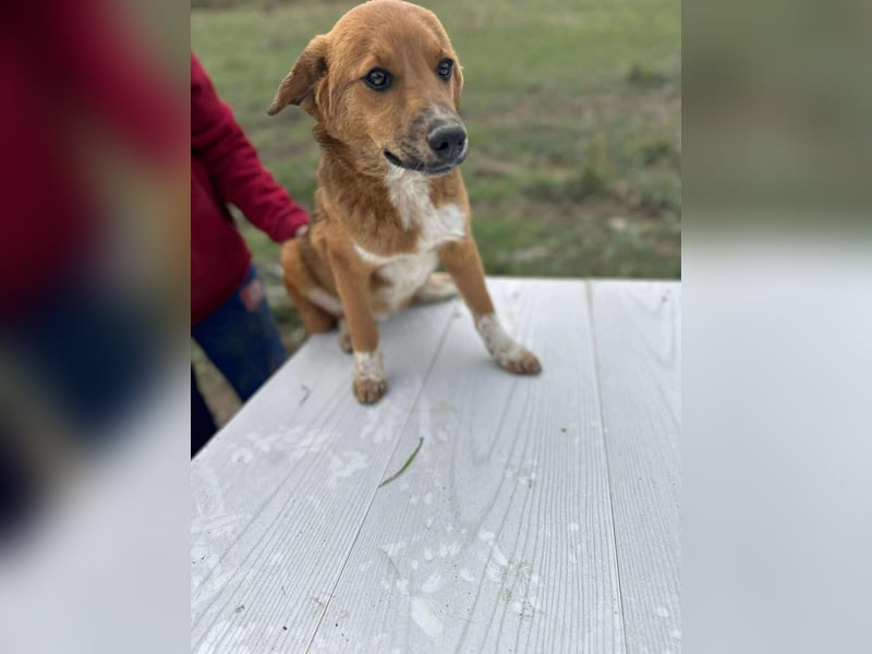 Achtung Zuckerschock! Welpenjunge Moritz