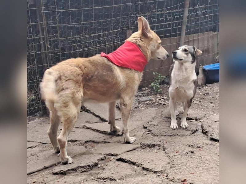 Wunderschöner Spencer