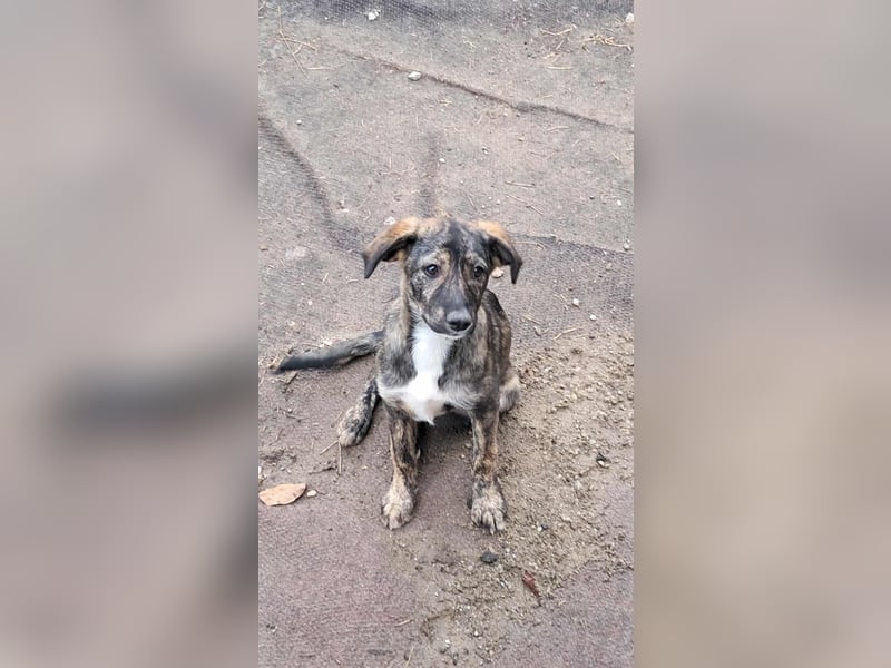 Lara wünscht sich ein Zuhause