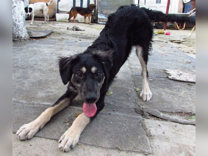 Samba die freundliche Hundedame