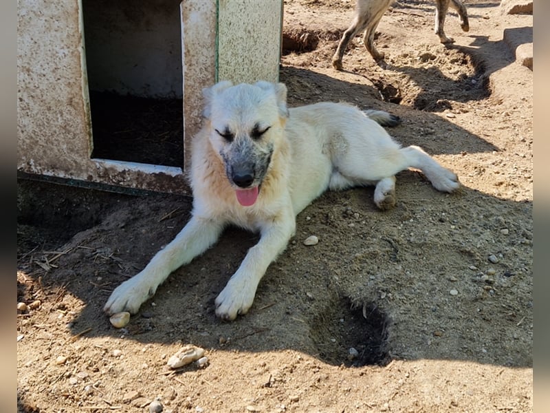 Kuschelmonster Brann