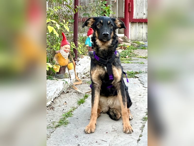 Enola, die sanfte Dame !!