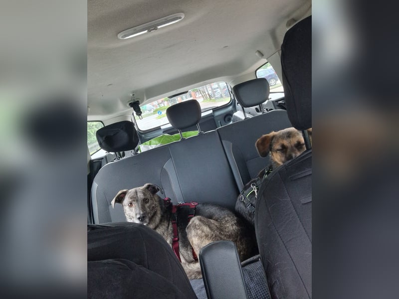 Siri wartet in 21789 Wingst