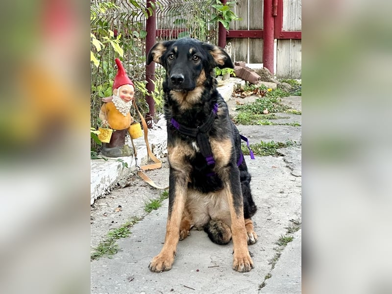 Enola, die sanfte Dame !!