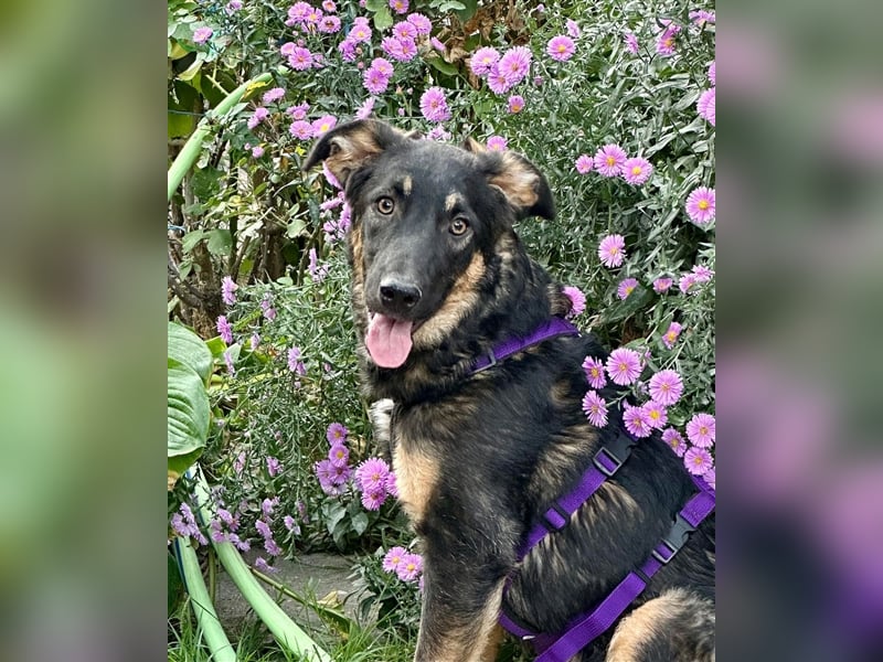 Enola, die sanfte Dame !!