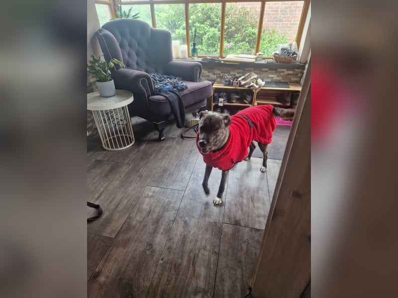 Siri wartet in 21789 Wingst