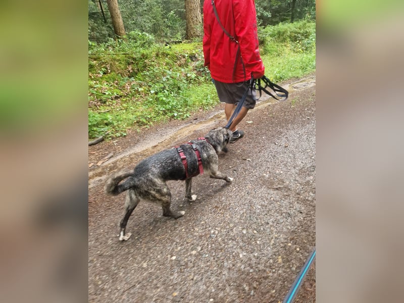 Siri wartet in 21789 Wingst