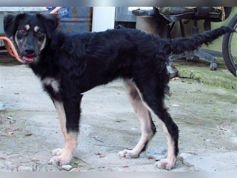 Samba die freundliche Hundedame