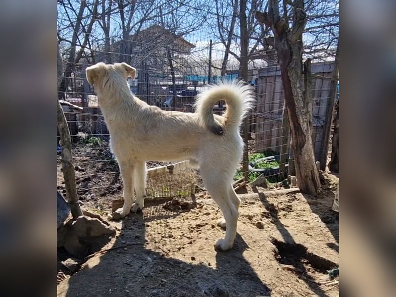 Kuschelmonster Brann