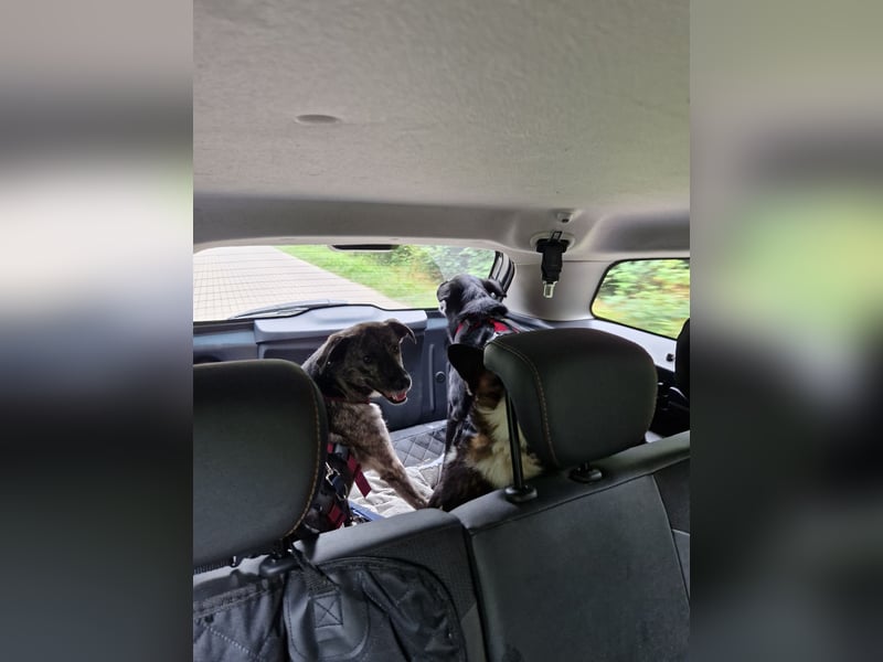 Siri wartet in 21789 Wingst