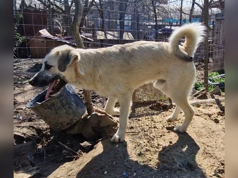 Kuschelmonster Brann