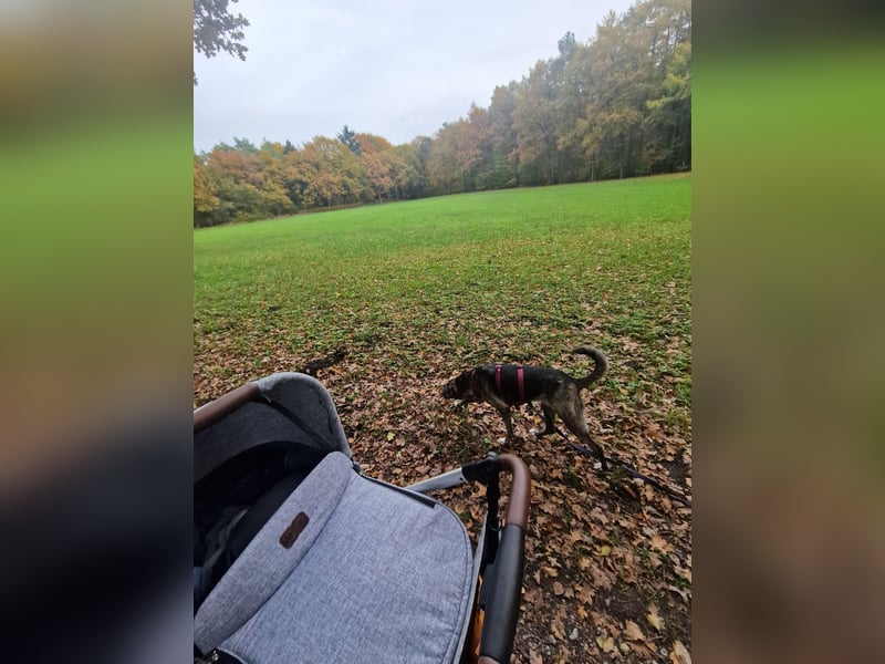 Siri wartet in 21789 Wingst