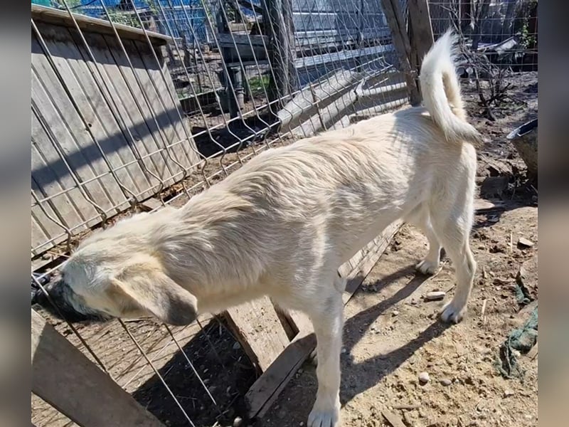 Kuschelmonster Brann