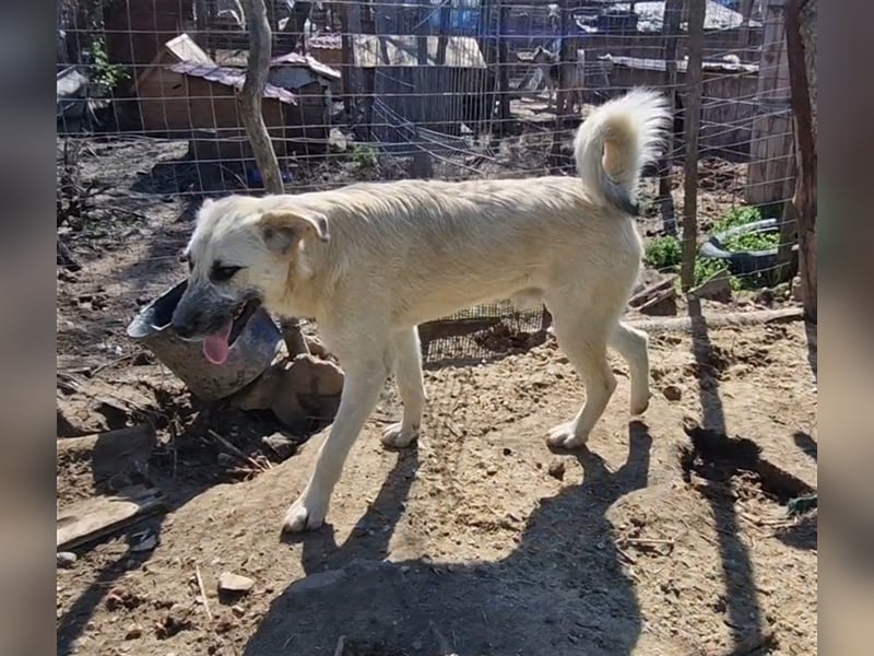 Kuschelmonster Brann