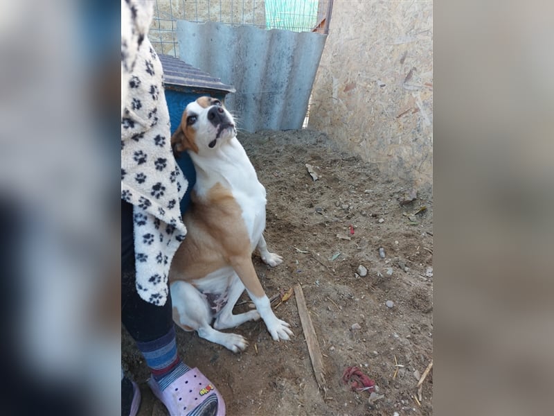 Samanta - liebevolle & verkuschelte Junghündin