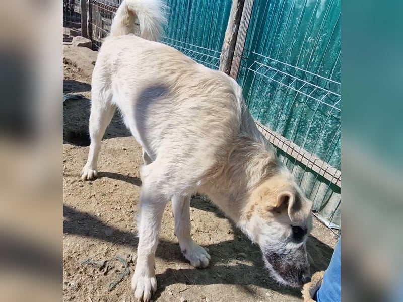 Kuschelmonster Brann