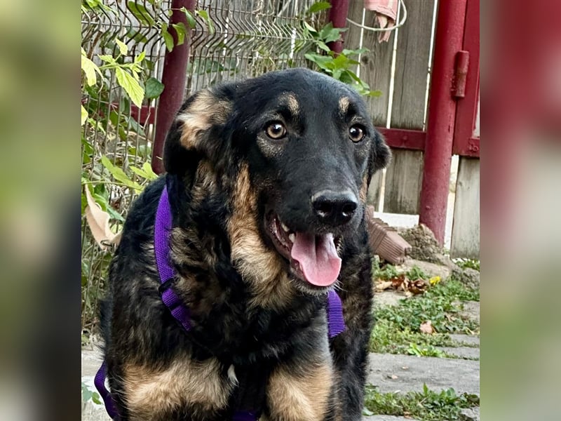 Enola, die sanfte Dame !!