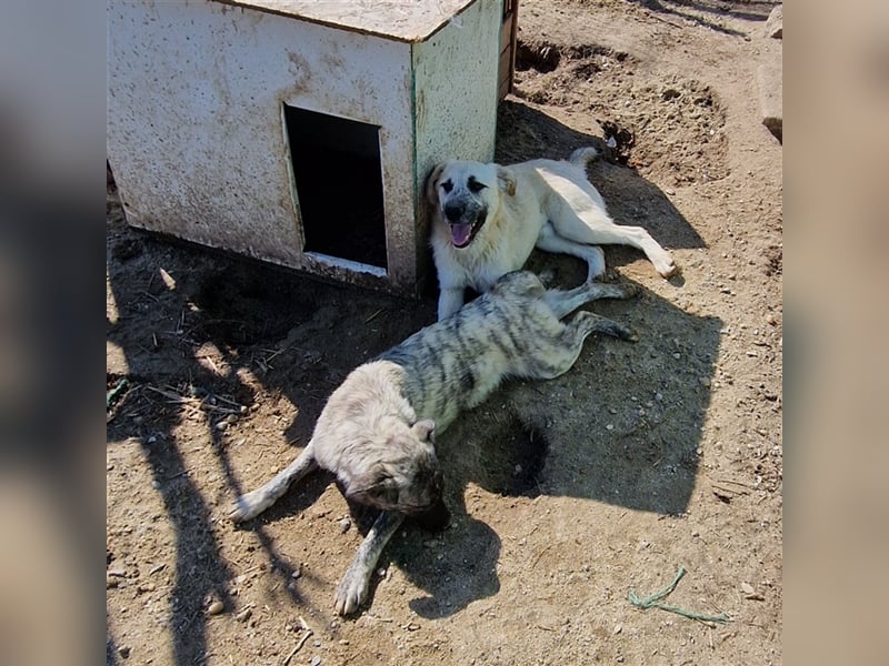 Kuschelmonster Brann