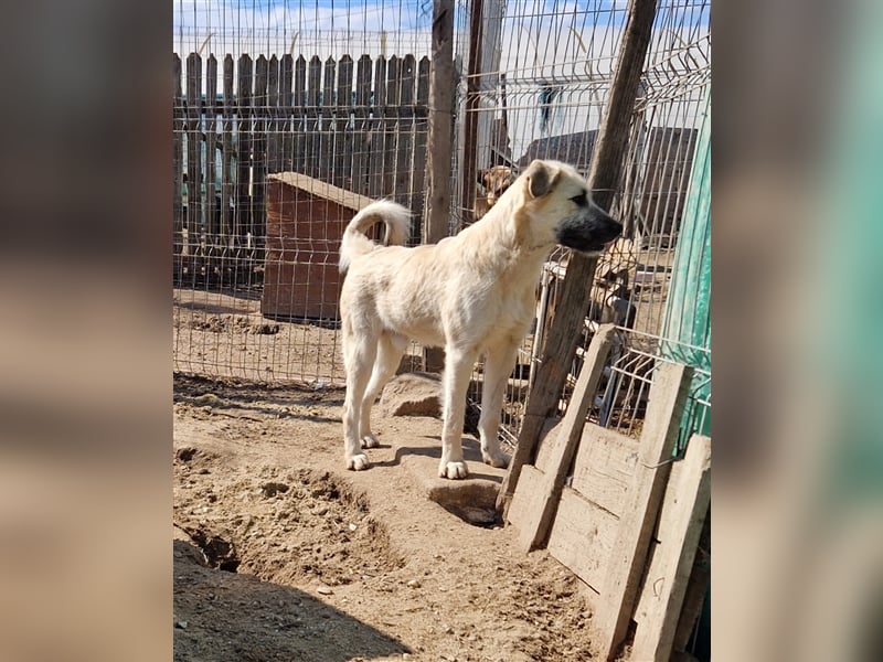 Kuschelmonster Brann