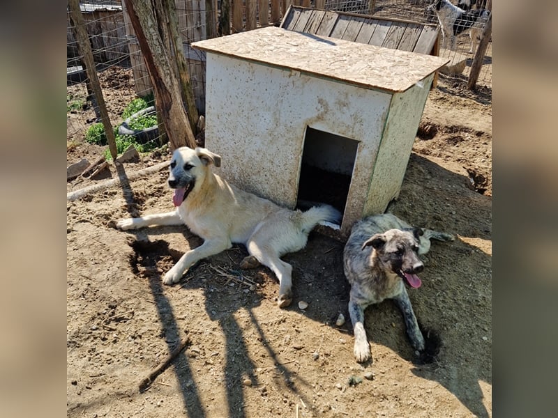 Kuschelmonster Brann