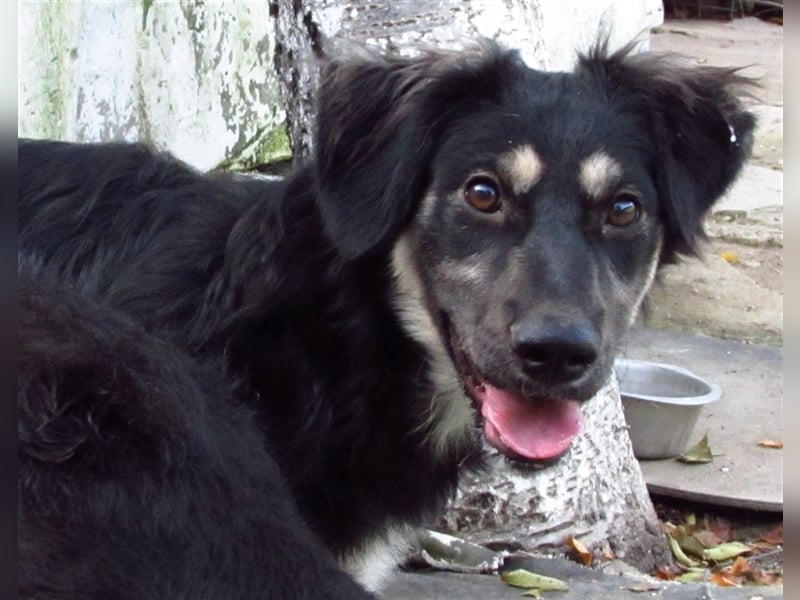 Samba die freundliche Hundedame